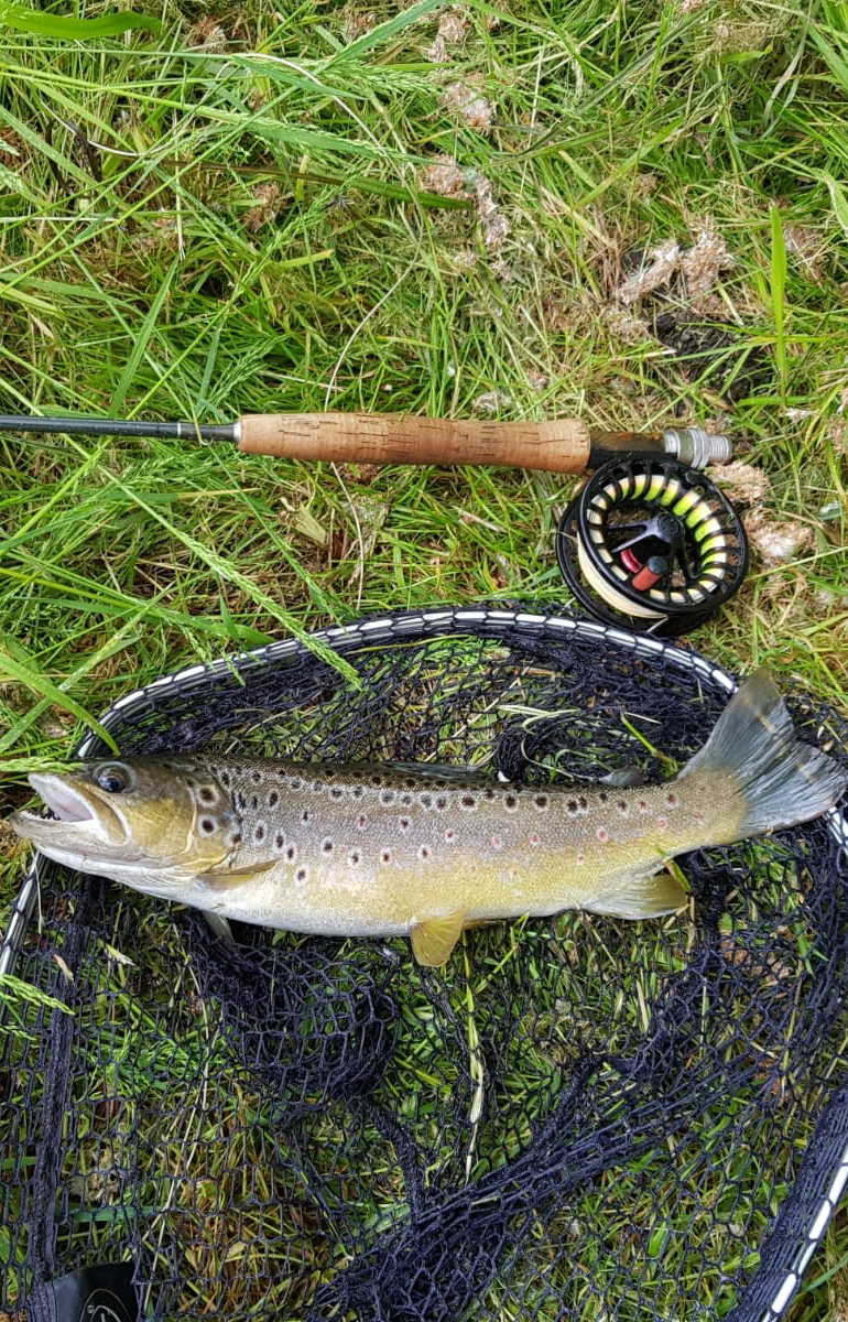 Brown Trout