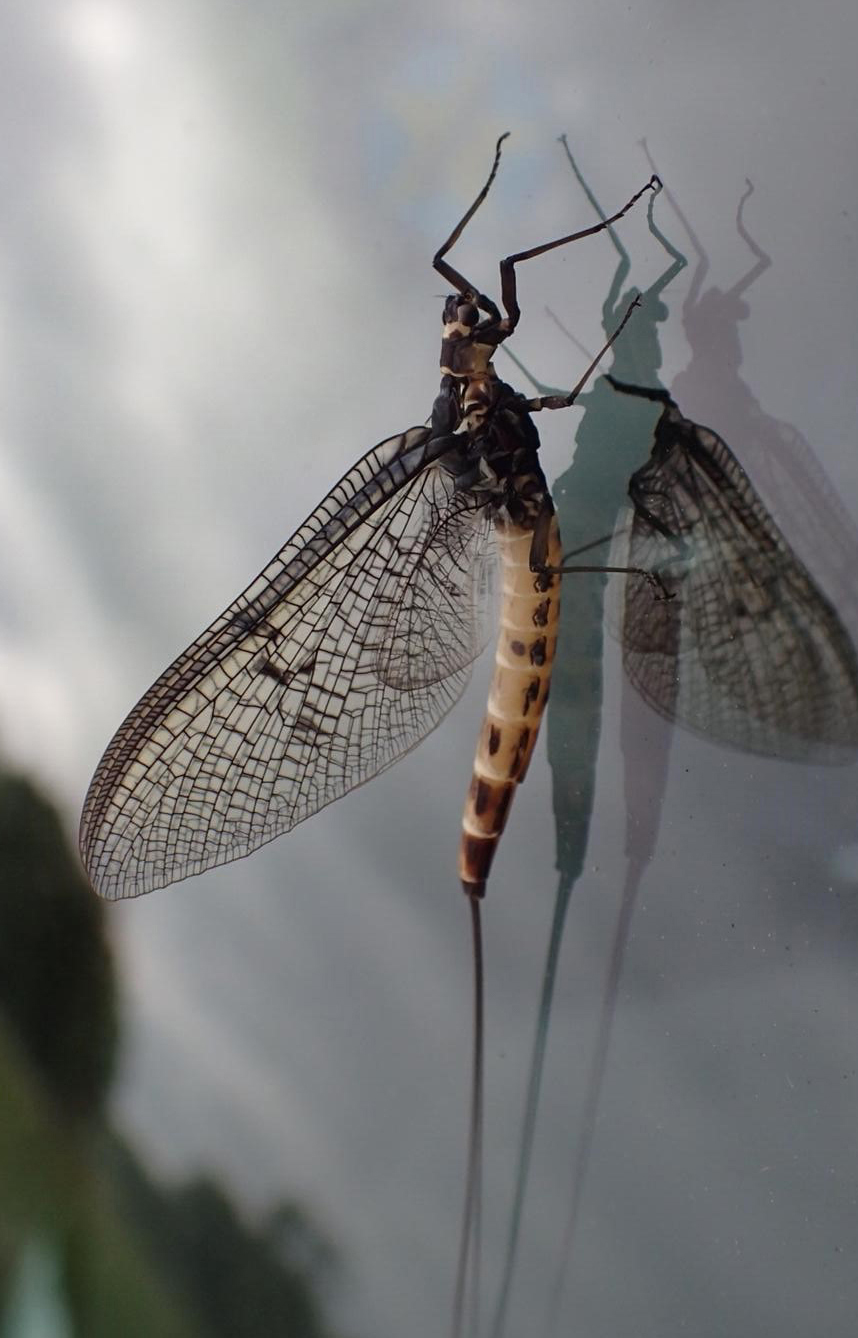 Mayfly