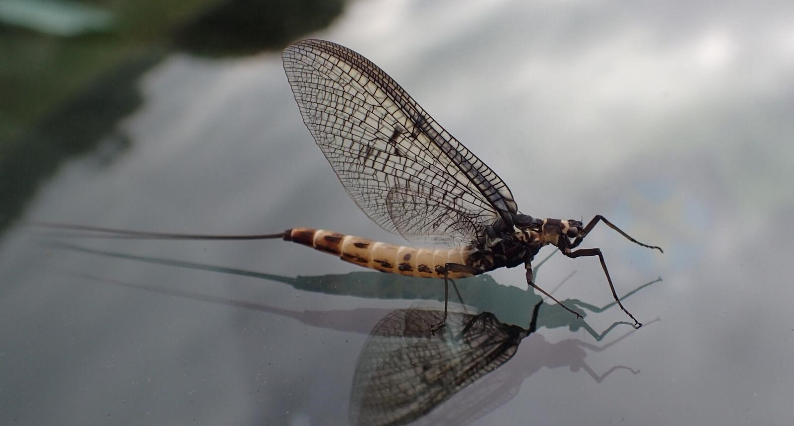 Mayfly